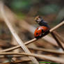 Lost Little Lady Ladybug