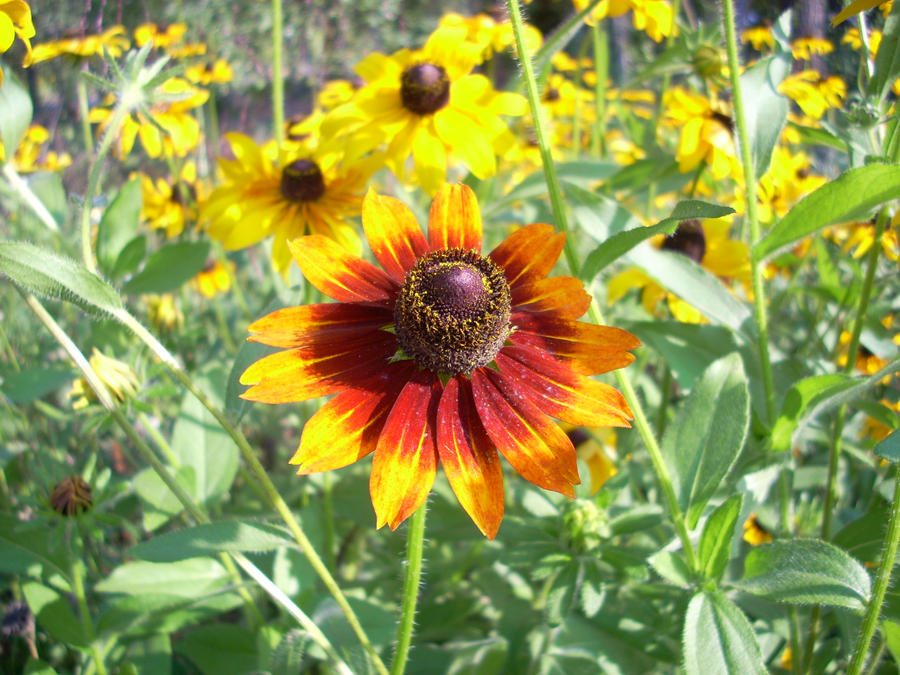 Fall Blooms 1