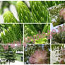 tree plant textures HQ images