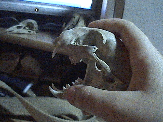 Cat skull 4