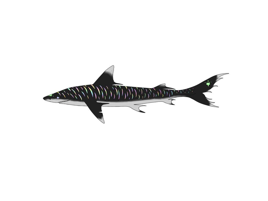 Rainbow obsidian tiger shark!
