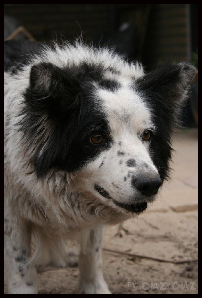 Border Collie