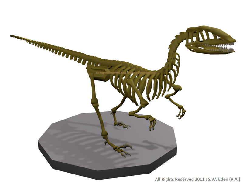 Utah Raptor Body Base Utahraptor Skeleton by Sw-Eden on DeviantArt