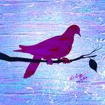 Pink Pigeon