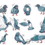 All Gestures Of Thai Gray Fat Pigeon