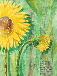 Thai Yellow Sunflower In Field