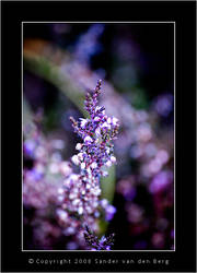 Purple heath