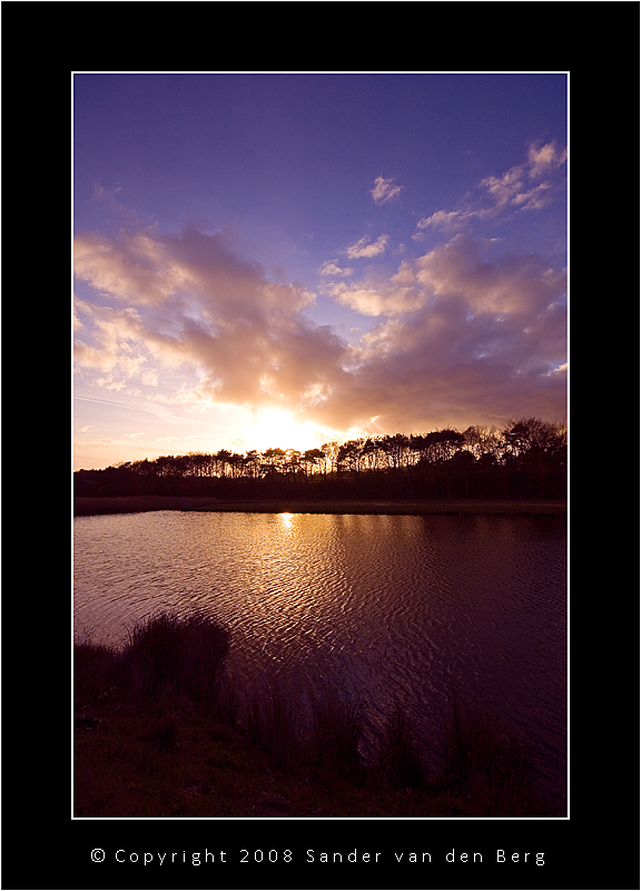 Row of trees at sundown II