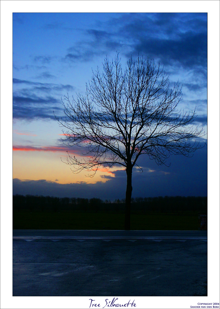 Tree Silhouette