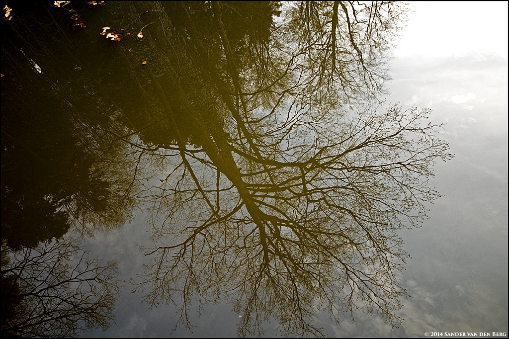 Reflecting Tree