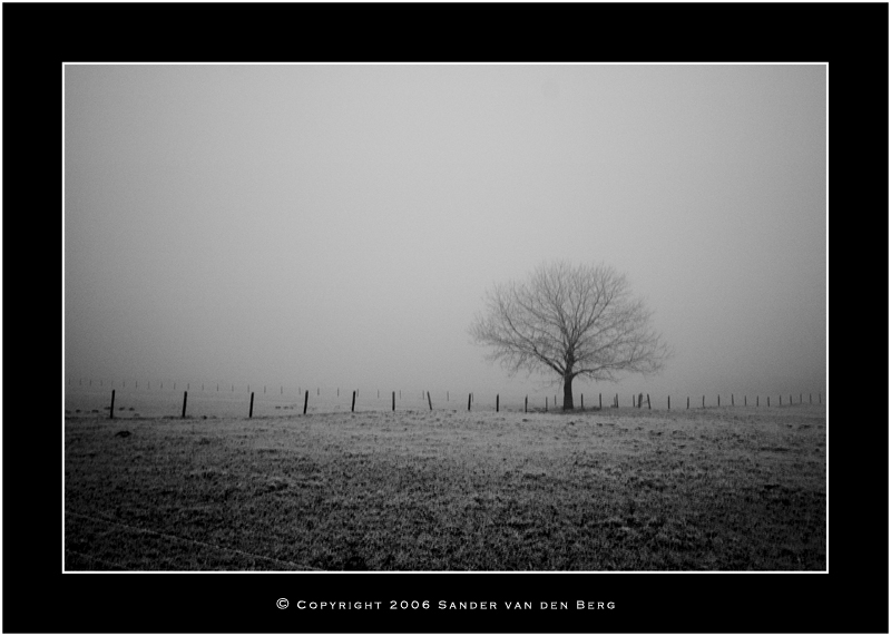 Cold lonely tree