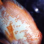 White Orange Salt Water Fish