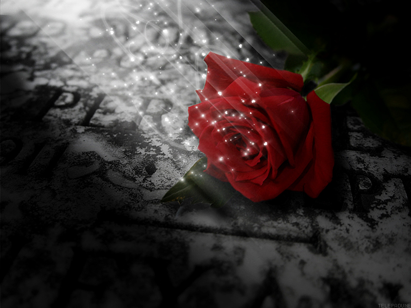 Like a Rose on the grave of Lo