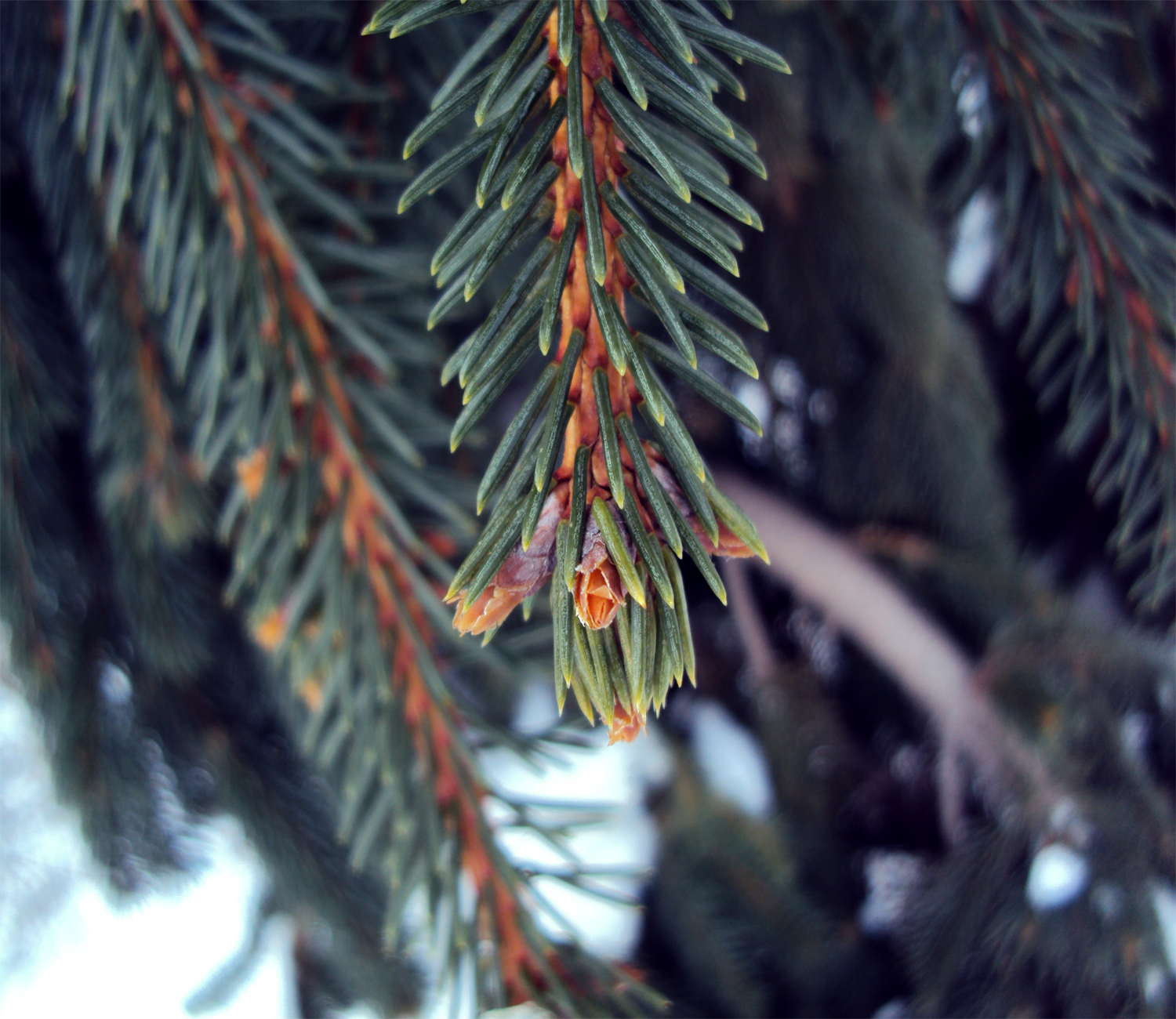 detailed plant 2010.1.13