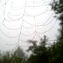 Spiderweb 3