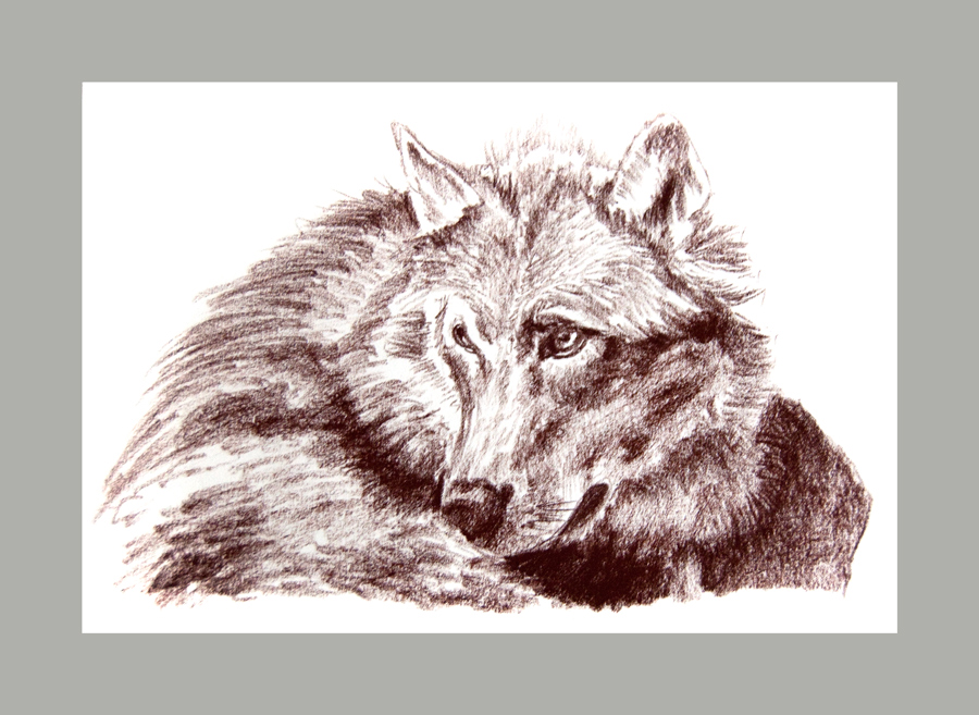 Wolf Sketch