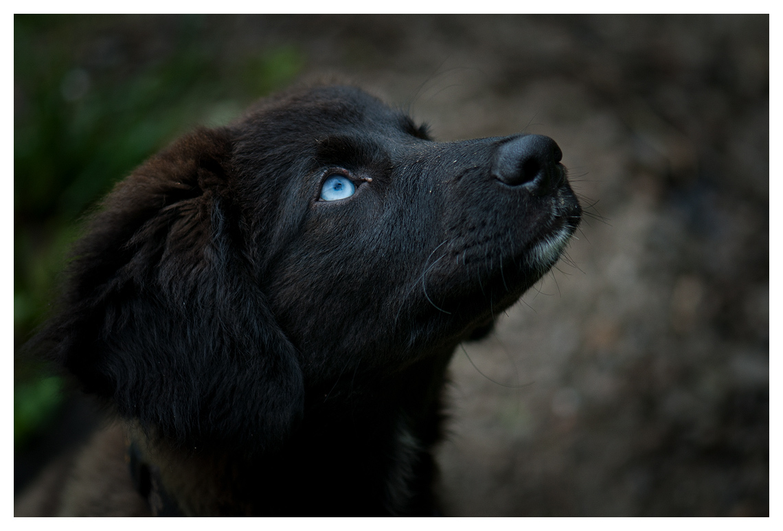 Blue-eyed