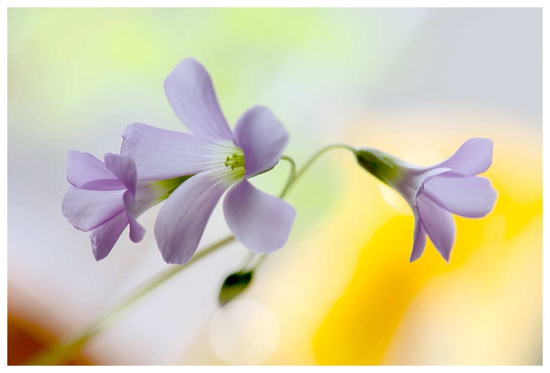 Oxalis triangularis II