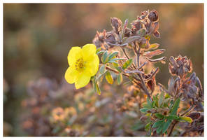 November plants IV