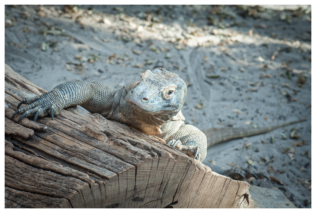 Komodo dragon