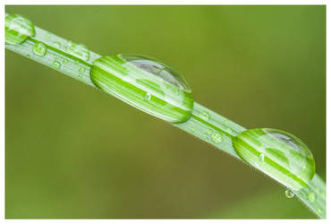 Waterdrops in the garden II