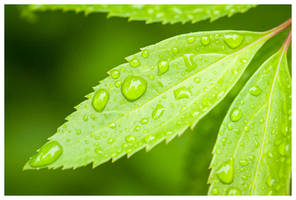 Waterdrops in the garden III
