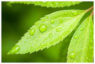 Waterdrops in the garden III