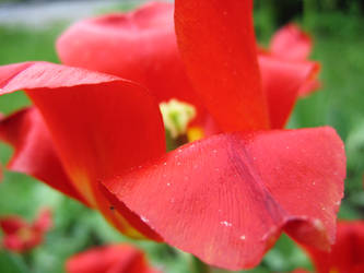 Tulip's like red