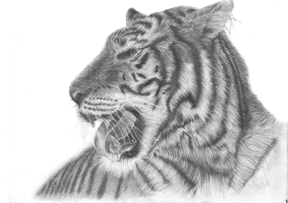 Tiger Study SCANNED