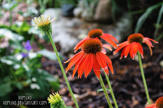 Coneflowers