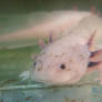 Axolotl