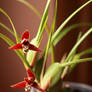 Orchid Maxillaria tenuifolia