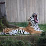 Yawning Tiger