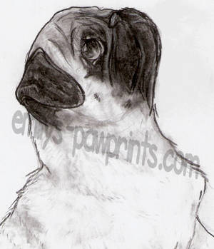 charcoal pug