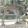 Zebra stock 2