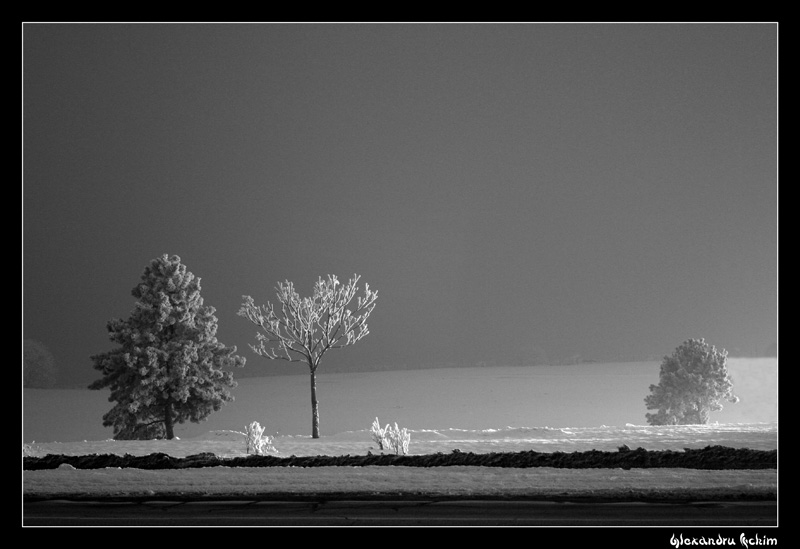 Night White Trio