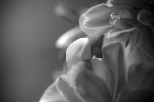 Tender BW Flower