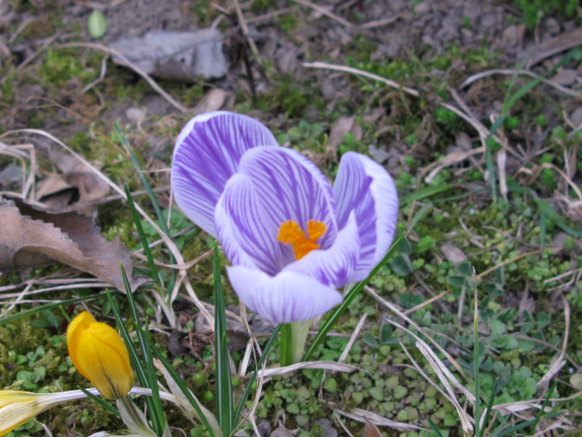 Purple Crocus