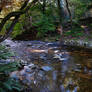 Tollymore forest - N.Ireland