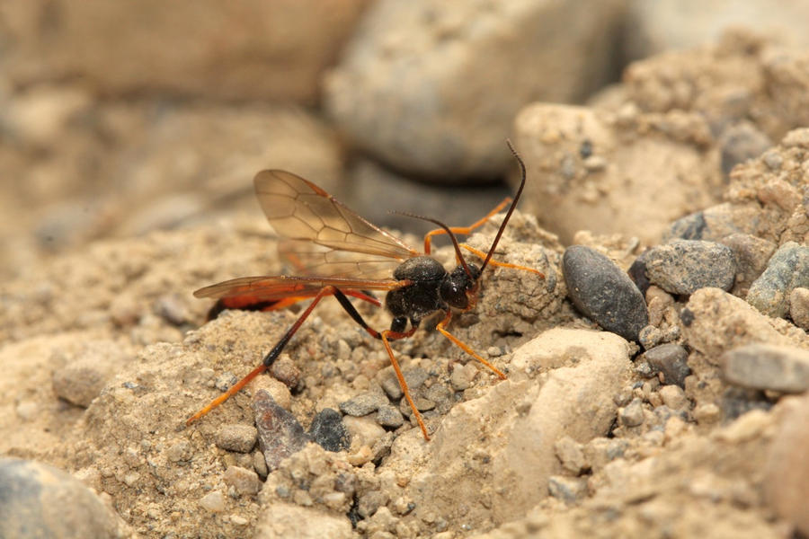 Wasp species unknown