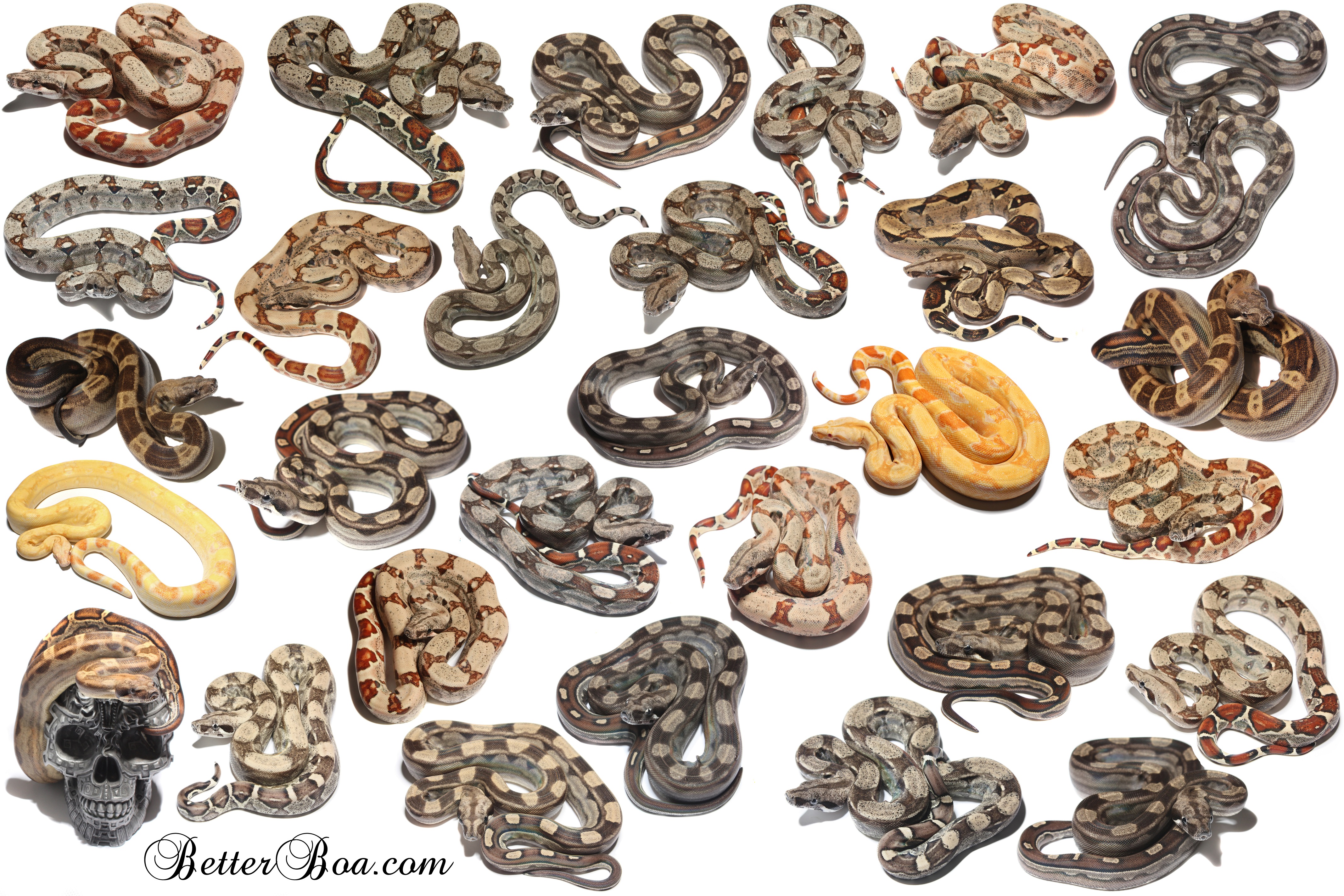 Puthon Snake Collage Snakes Species Collage