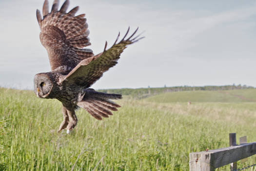 Great Grey Owl In Flight