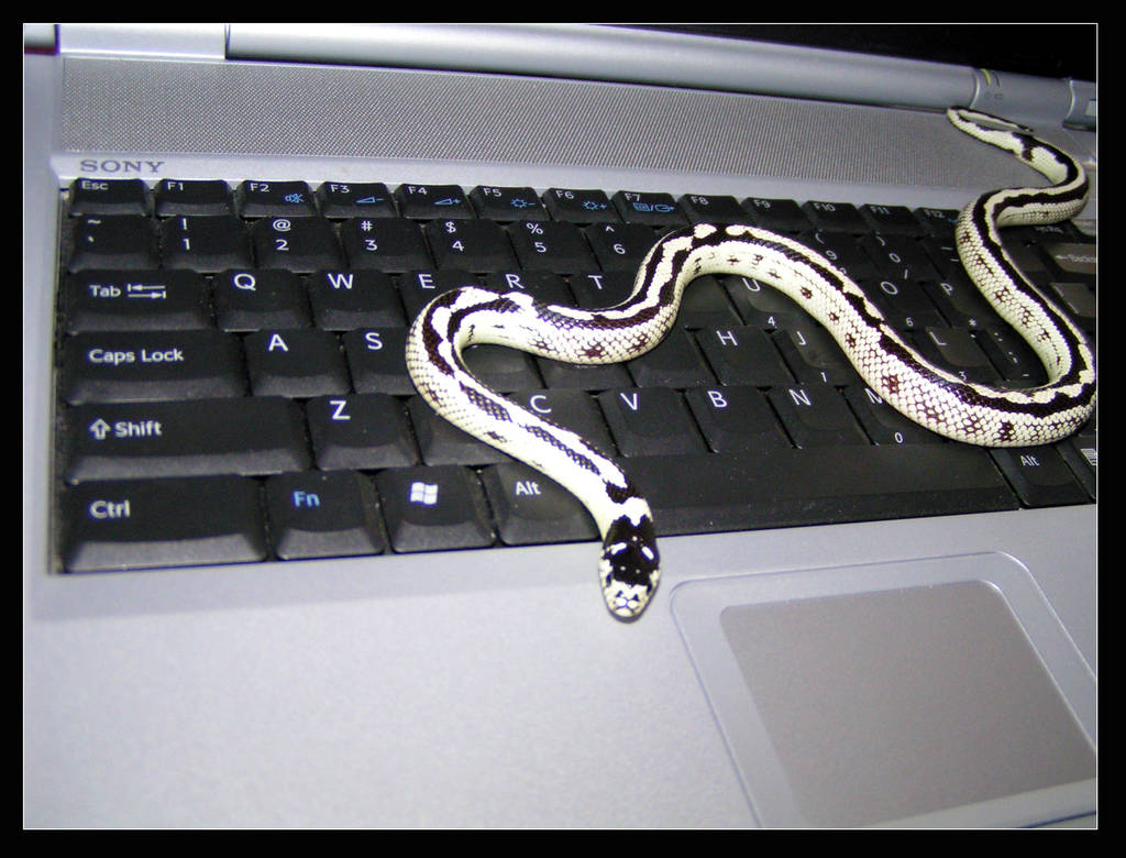 Snake Using Keyboard Snake on a Keyboard by mack1time on DeviantArt