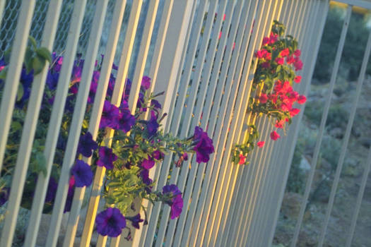 flower fence2