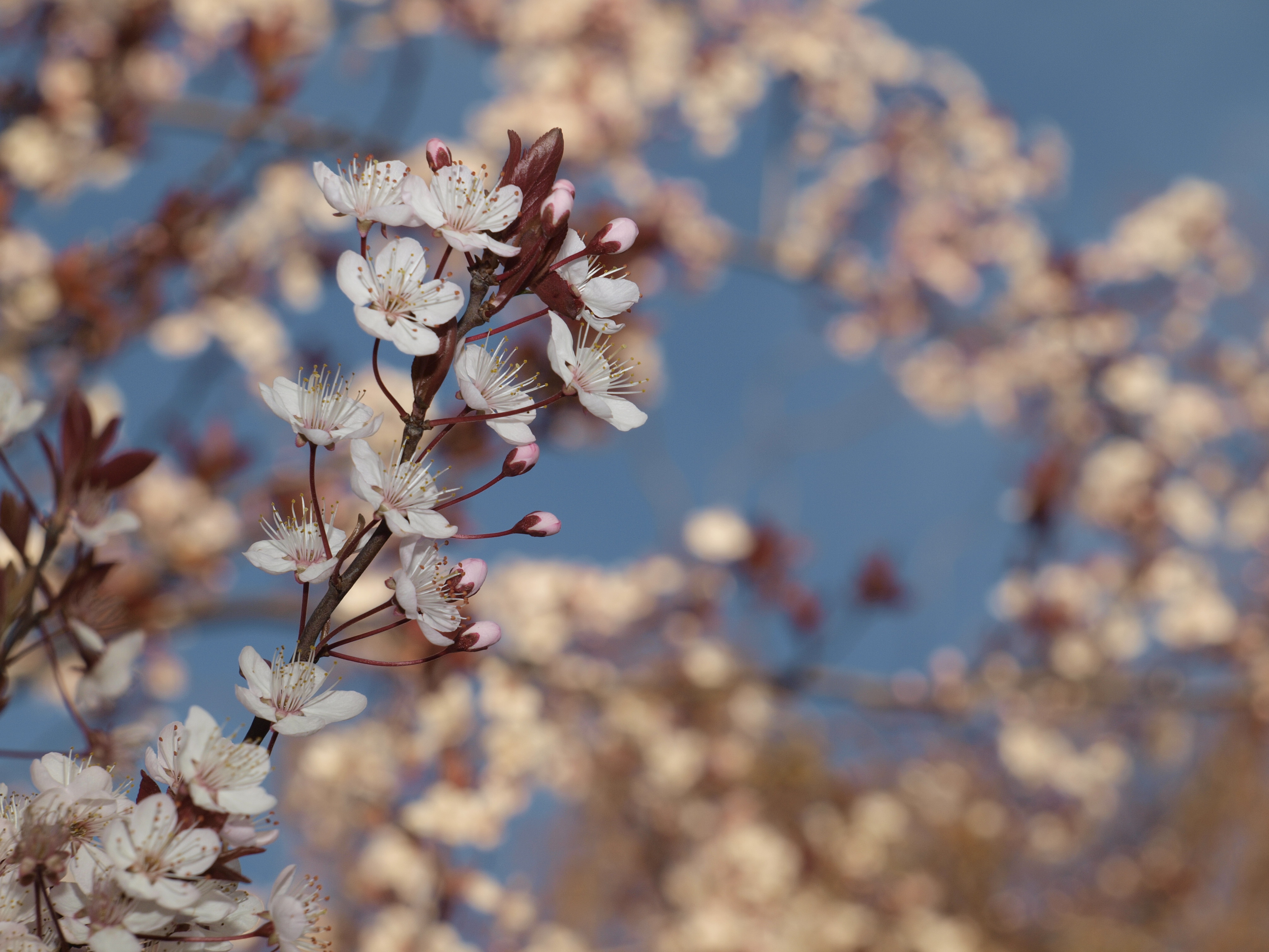 a dias de la primavera