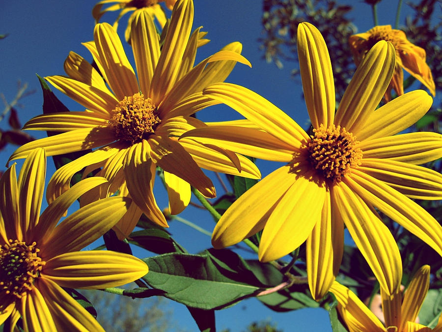 Helianthus tuberosus