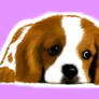 cavalier king charles