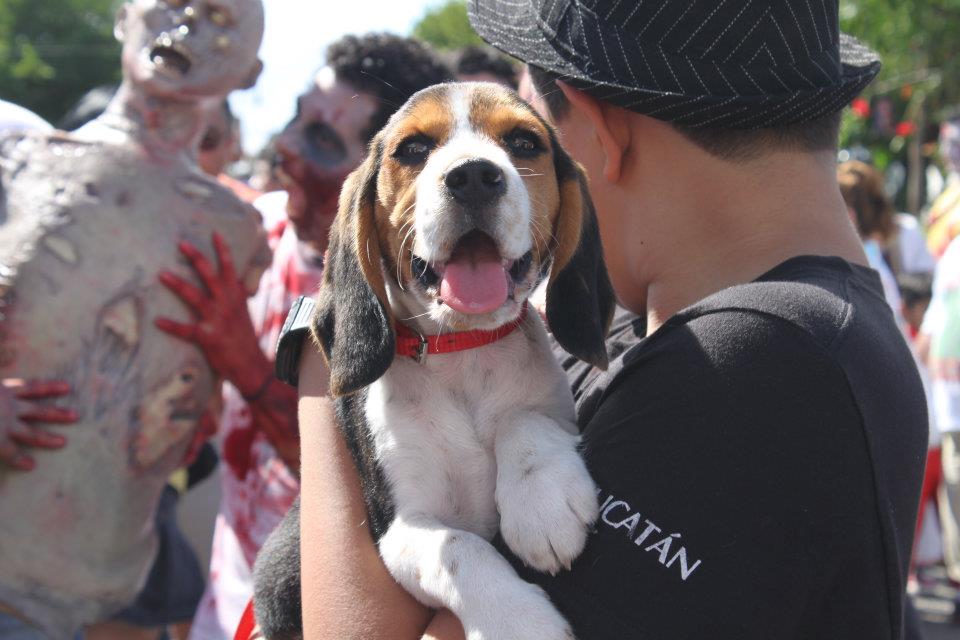 Un beagle zombie