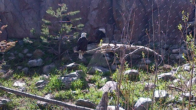 WEST YELLOWSTONE GRIZZLY AND WOLF DISCOVERY CENTER