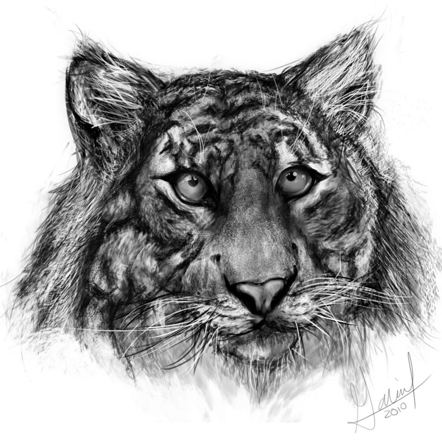 Tiger Speed Drawing